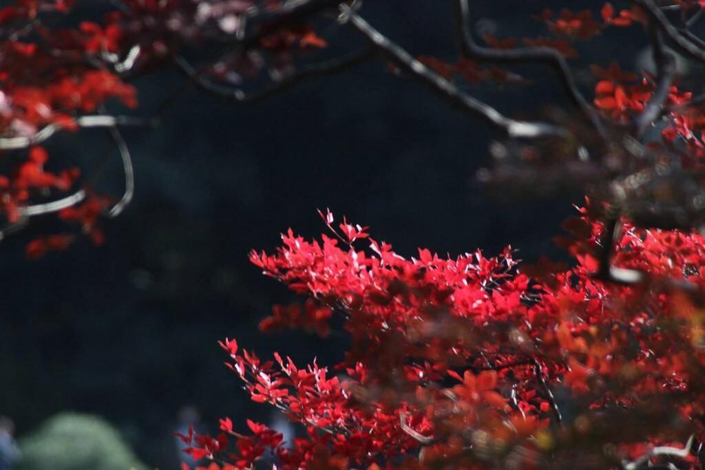 Tora Hotel Tokyo-Rikugienn 寅ホテル 六義園 A Exteriör bild